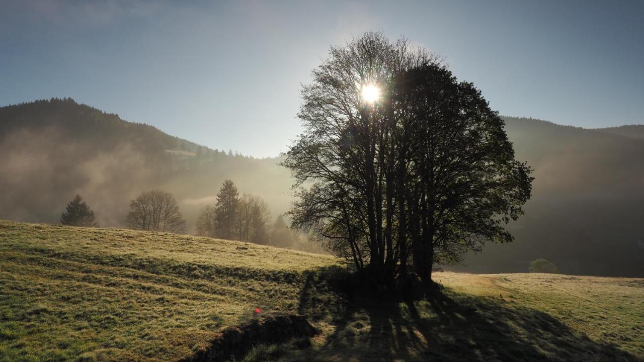 C1 Albmatte-Fewo Sauna, Hallenbad Aussenbecken Massagen Nebenan Menzenschwand-Hinterdorf 外观 照片