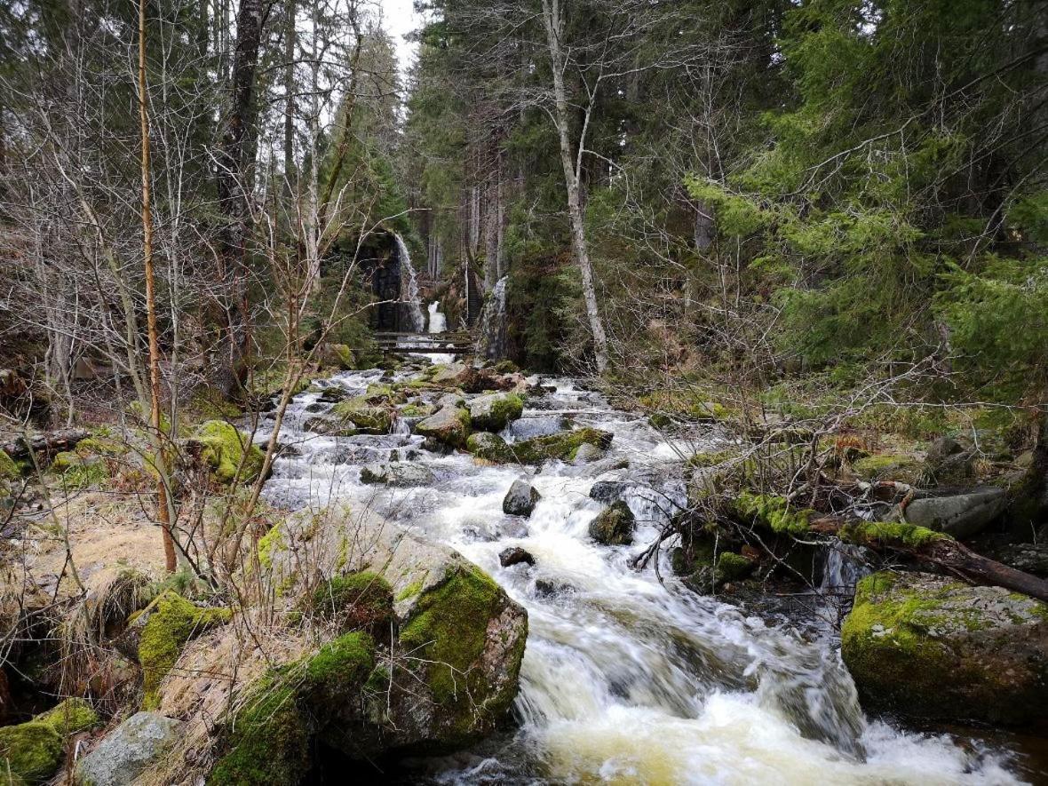 C1 Albmatte-Fewo Sauna, Hallenbad Aussenbecken Massagen Nebenan Menzenschwand-Hinterdorf 外观 照片