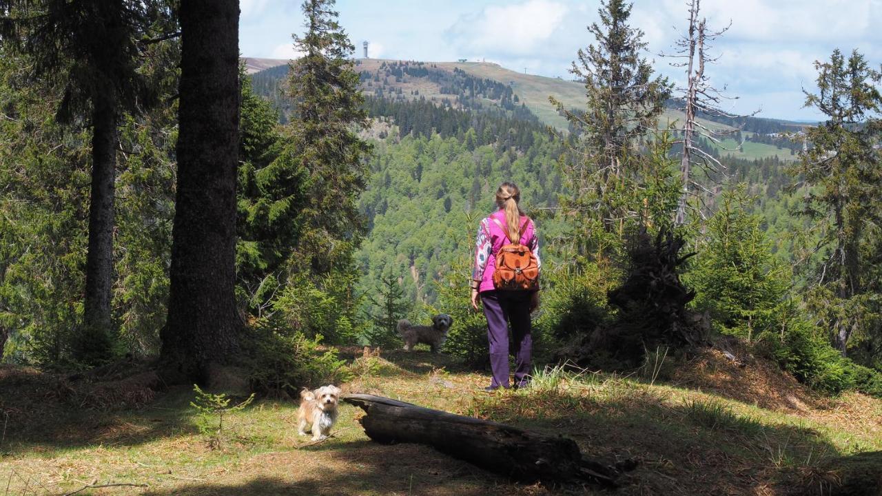 C1 Albmatte-Fewo Sauna, Hallenbad Aussenbecken Massagen Nebenan Menzenschwand-Hinterdorf 外观 照片