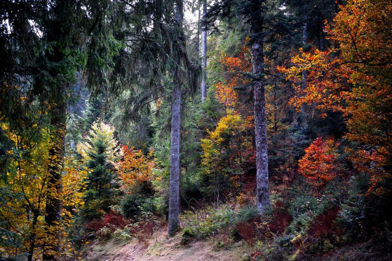 C1 Albmatte-Fewo Sauna, Hallenbad Aussenbecken Massagen Nebenan Menzenschwand-Hinterdorf 外观 照片